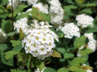 DSCF5497.jpg