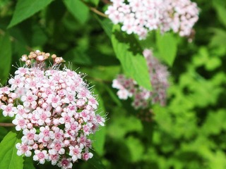 DSCF5511.jpg