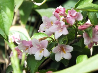 DSCF5597.jpg