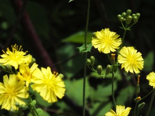 抱茎苦荬菜 菊科.jpg
