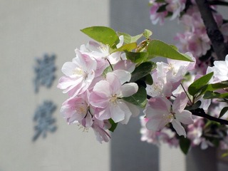 海棠（粉）.jpg