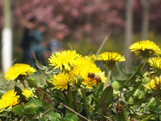 菊花.jpg