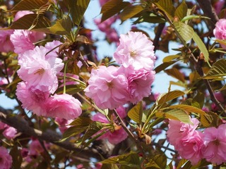 樱花.jpg