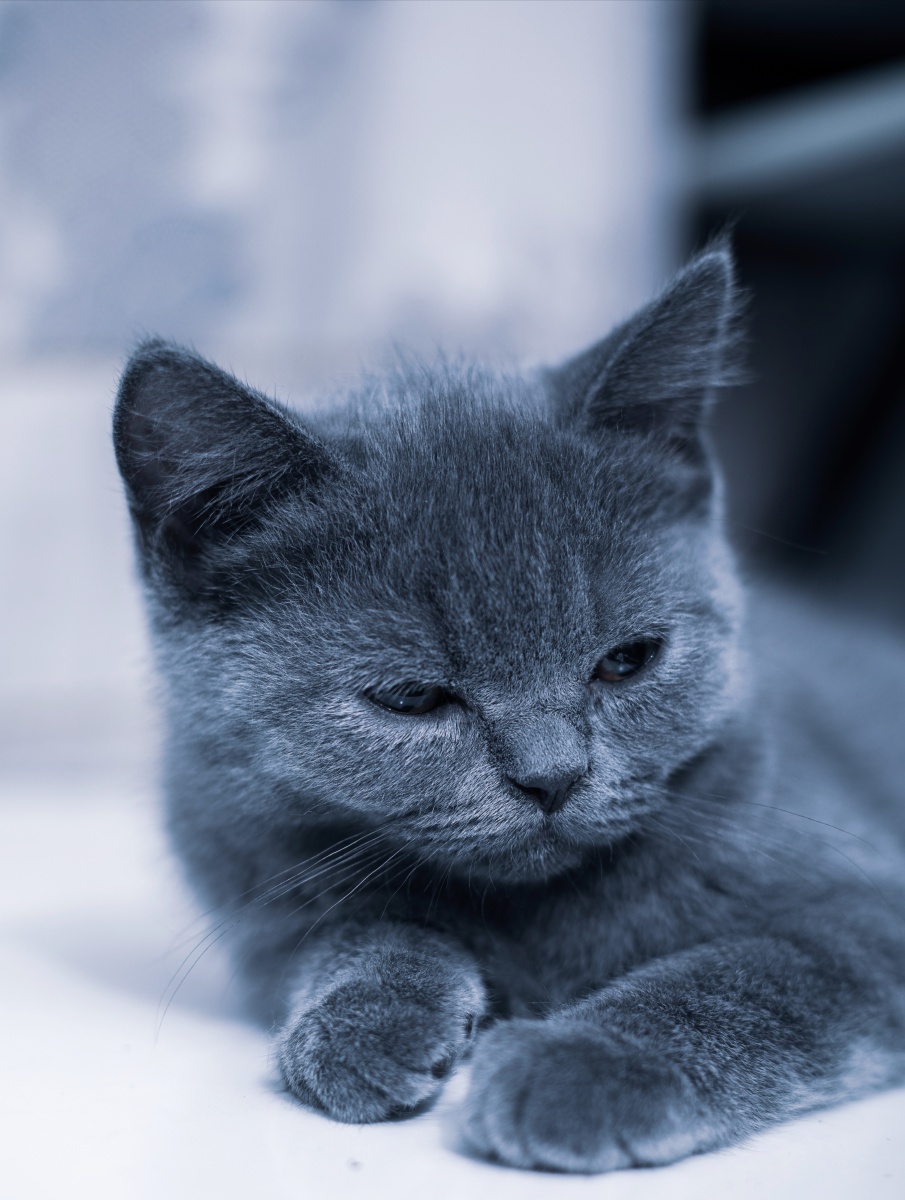 忧郁的蓝猫实则调皮的很