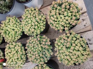 709980