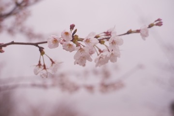 1431750