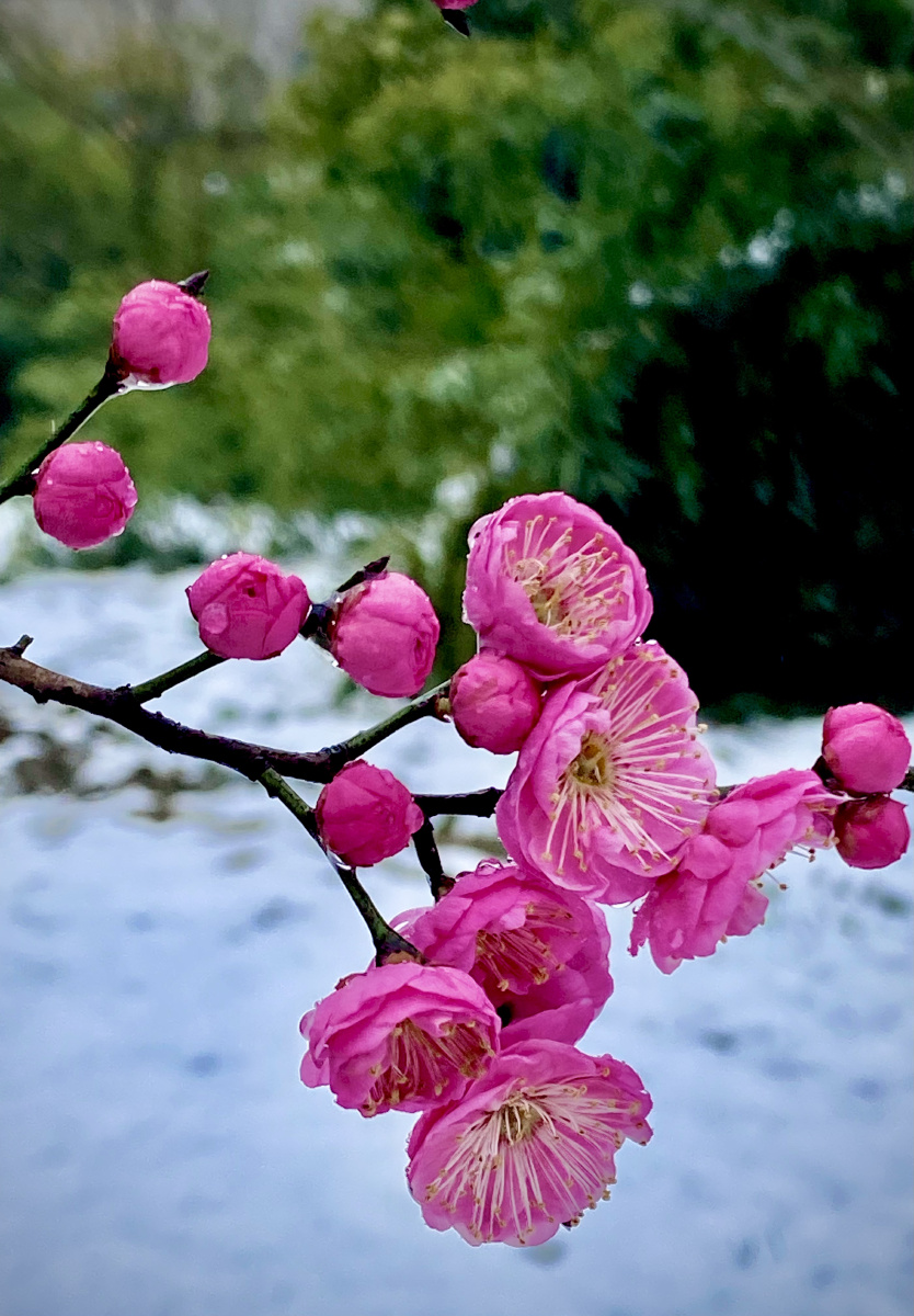 清早踩雪寻梅用手机记录傲雪寒梅