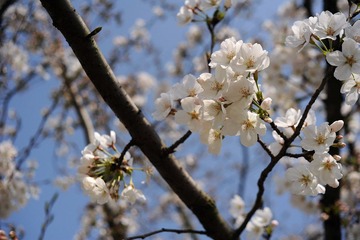DSC_3196.JPG