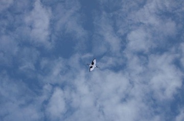 摄影：风筝的天空