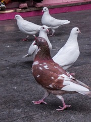 85013