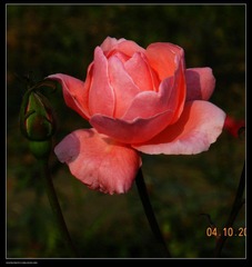 DSCN0365.JPG