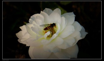 DSCN0382.JPG