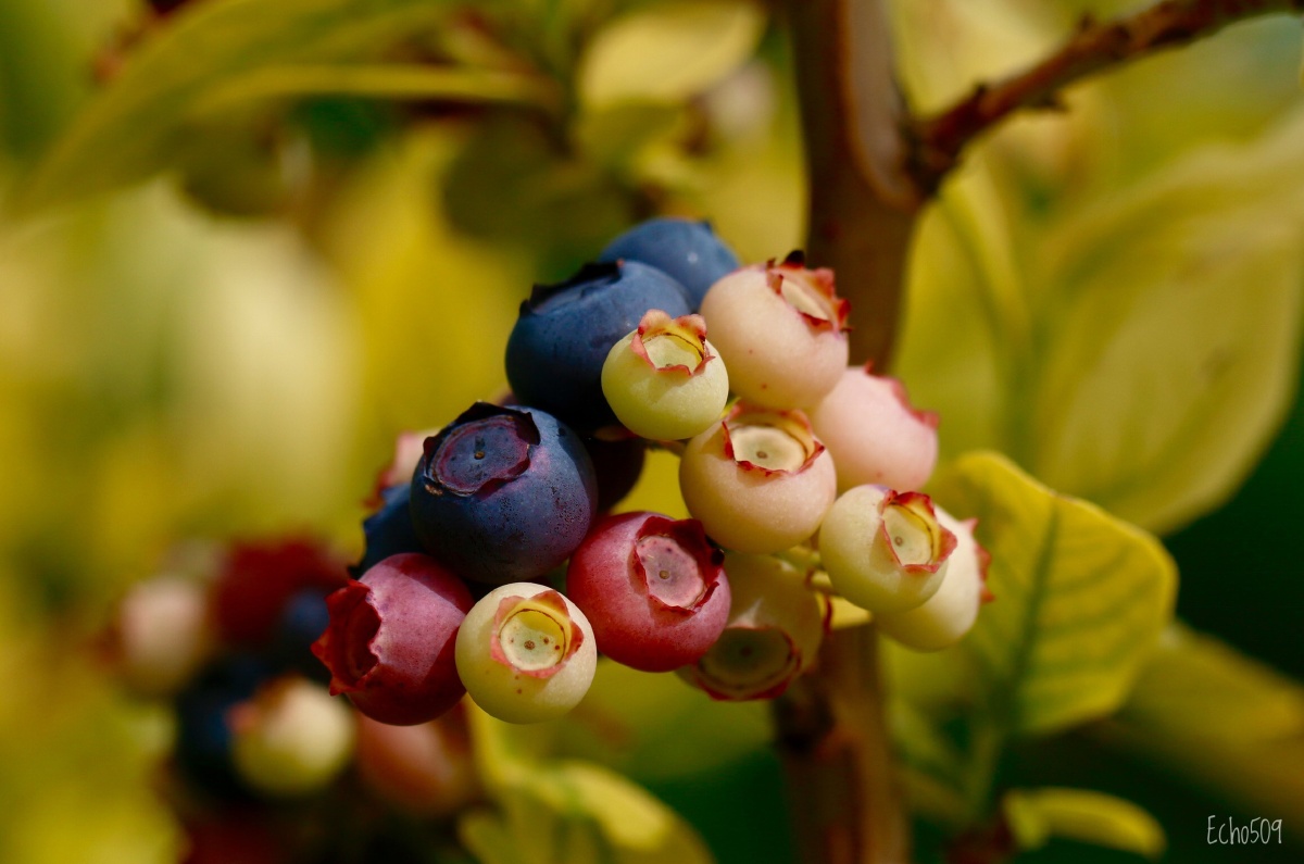 钟爱水果色彩微距水果夏季蓝莓    打开微信,使用"扫一扫"即可将网页