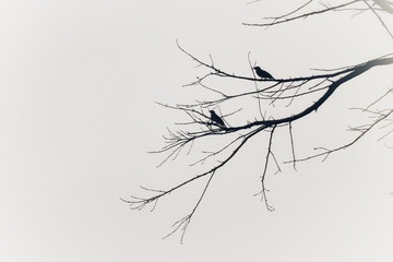 832731