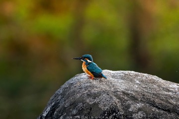 _DSC9134-DeNoiseAI-denoise