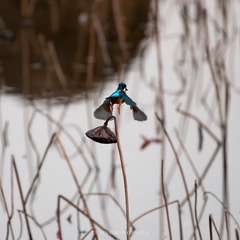 _DSC0139-DeNoiseAI-denoise