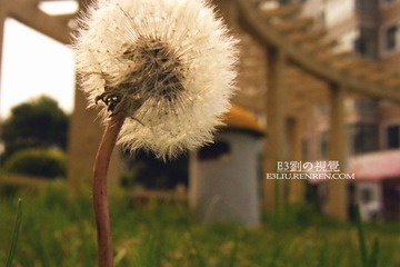 蒲公英
