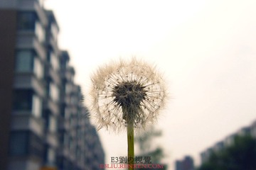 蒲公英三