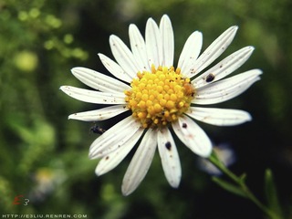 花 最新
