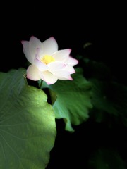 16C7867E-CA0F-42F1-B70F-292E0963C4FE/L0/001