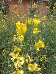 IMAG0234.jpg