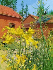 IMAG0237.jpg
