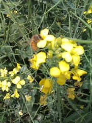 IMAG0241.jpg