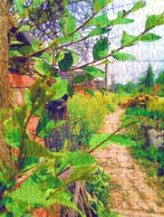 IMAG0243.jpg