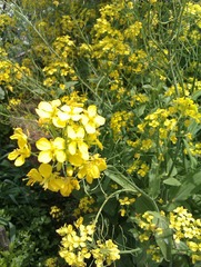 IMAG0246.jpg