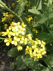 IMAG0247.jpg