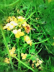 IMAG0232.jpg