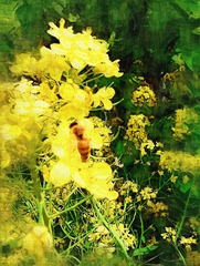 IMAG0244.jpg