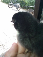 IMAG0211.jpg