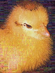 IMAG0214.jpg