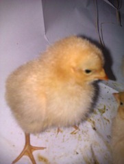 IMAG0215.jpg