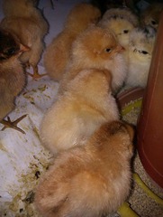IMAG0217.jpg