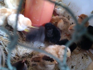 IMAG0222.jpg