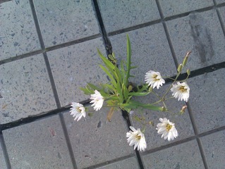IMAG0262.jpg