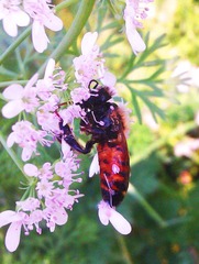 IMAG0338.jpg