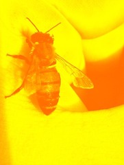 IMAG0358.jpg