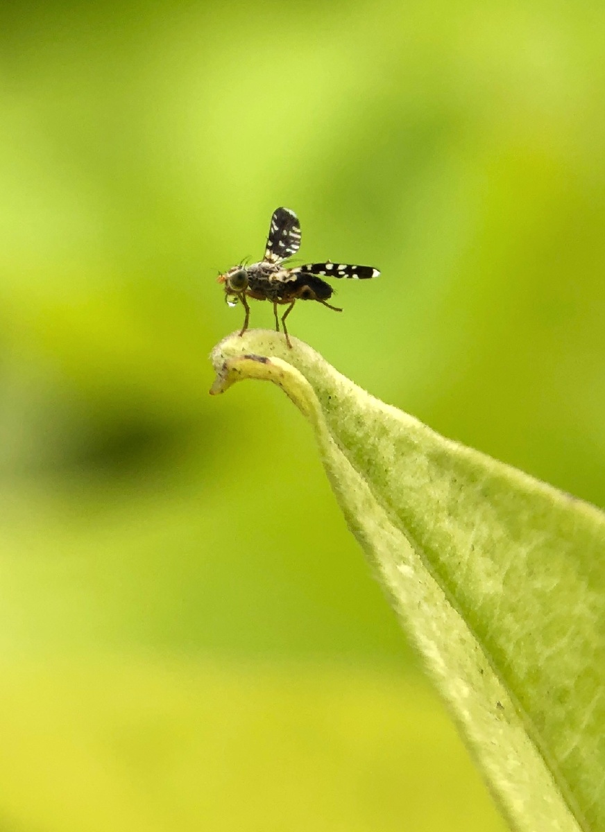 含着水珠的小飞蚊littleflyingmosquitowithbeadsofwater