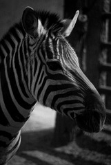0F70A036-F036-4026-99F5-A54A20440577/L0/001