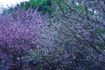 76DF0710-0575-49C1-A836-C84E86929A82/L0/001