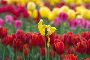 20120501-_IGP0935.jpg