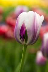 20120501-_IGP0937.jpg
