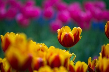 20120501-_IGP0941.jpg