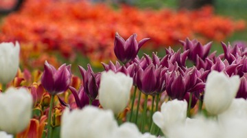 20120501-_IGP0943.jpg