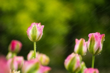 20120501-_IGP0951.jpg
