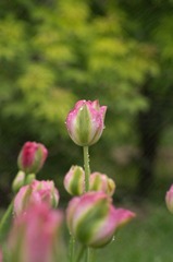 20120501-_IGP0954.jpg