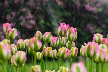 20120501-_IGP0955.jpg
